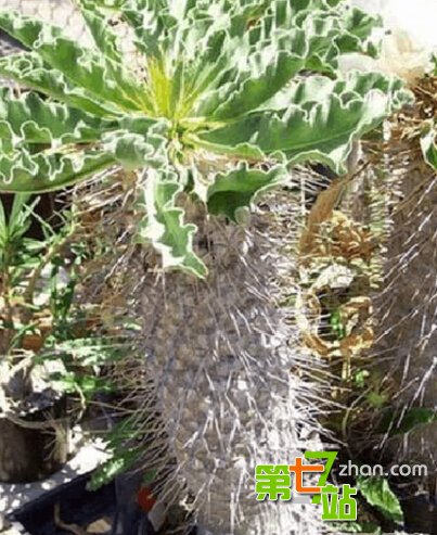 地球上最诡异植物 吓死人不偿命
