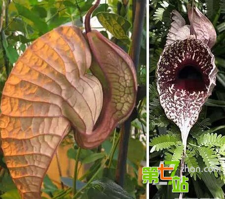 地球上最诡异植物 吓死人不偿命