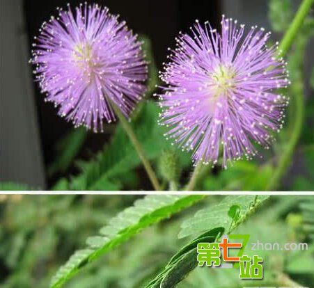 地球上最诡异植物 吓死人不偿命