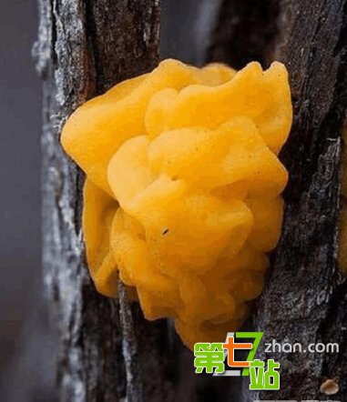 地球上最诡异植物 吓死人不偿命