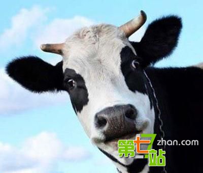全球10大跨越物种的人兽婚礼！
