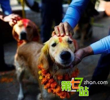全球10大跨越物种的人兽婚礼！