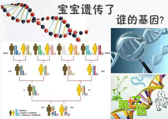 太准了！夫妻间是谁的基因决定了孩子智商和相貌