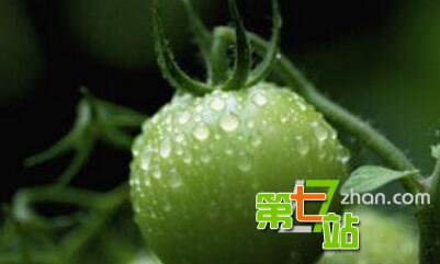 当心这10种菜比砒霜还毒：大家千万不要吃