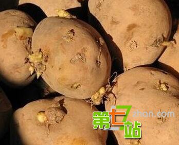 当心这10种菜比砒霜还毒：大家千万不要吃