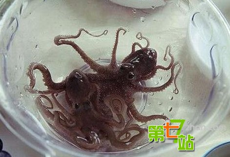 世界十大“臭味”美食：你能忍受到第几？
