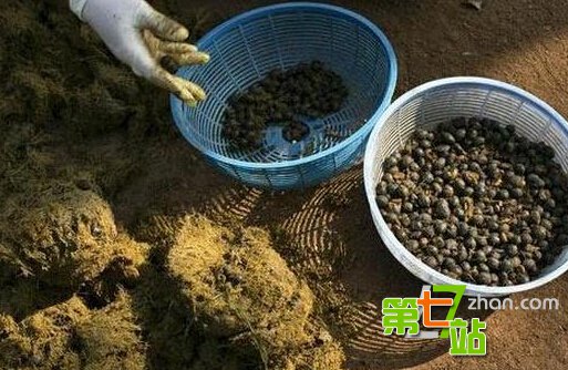 世界十大“臭味”美食：你能忍受到第几？