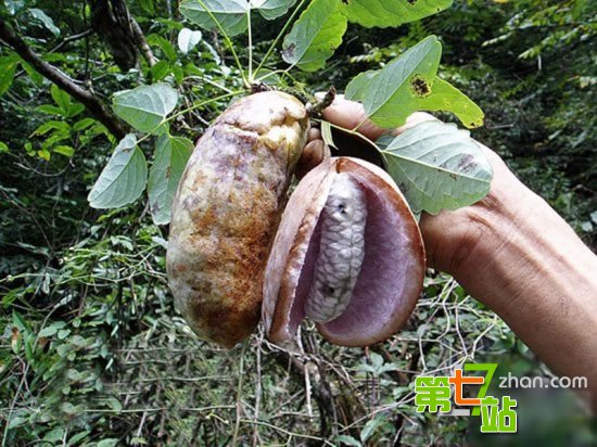农村小时候吃的十大野果 有钱也买不到