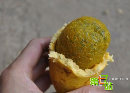 农村小时候吃的十大野果 有钱也买不到