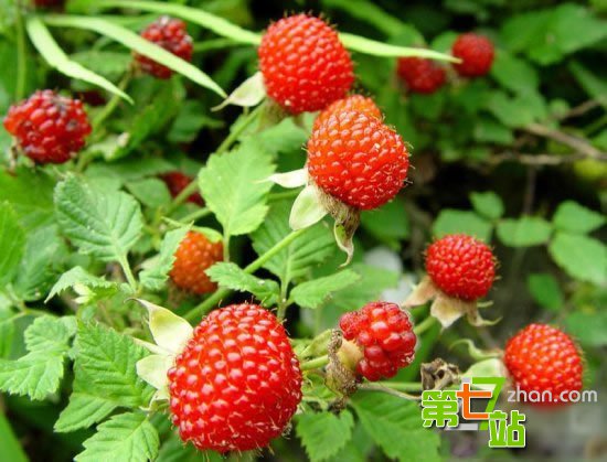 农村小时候吃的十大野果 有钱也买不到