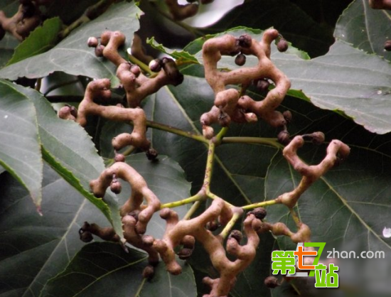 农村小时候吃的十大野果 有钱也买不到