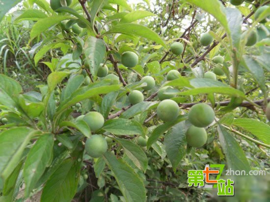 农村小时候吃的十大野果 有钱也买不到