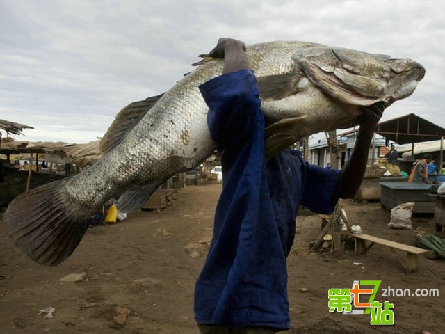 世界十大凶猛的淡水鱼：这是要吃人的节奏
